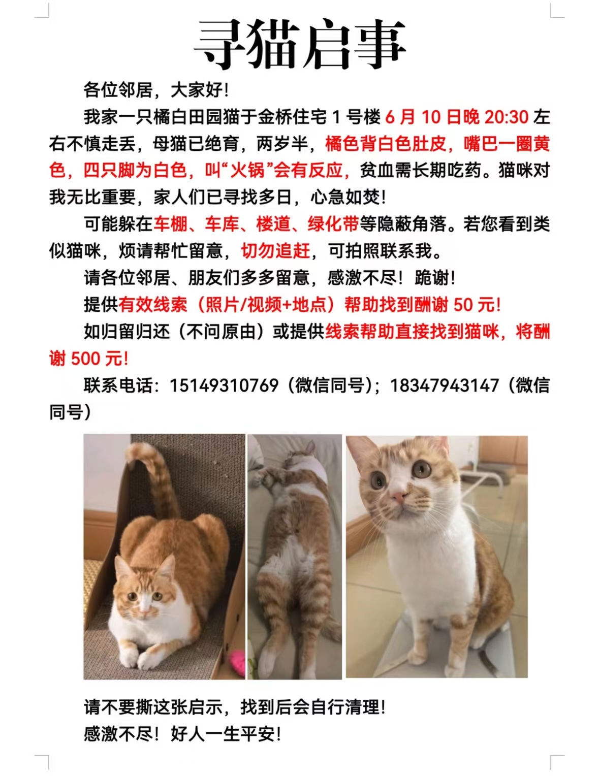 丢猫启事案例
