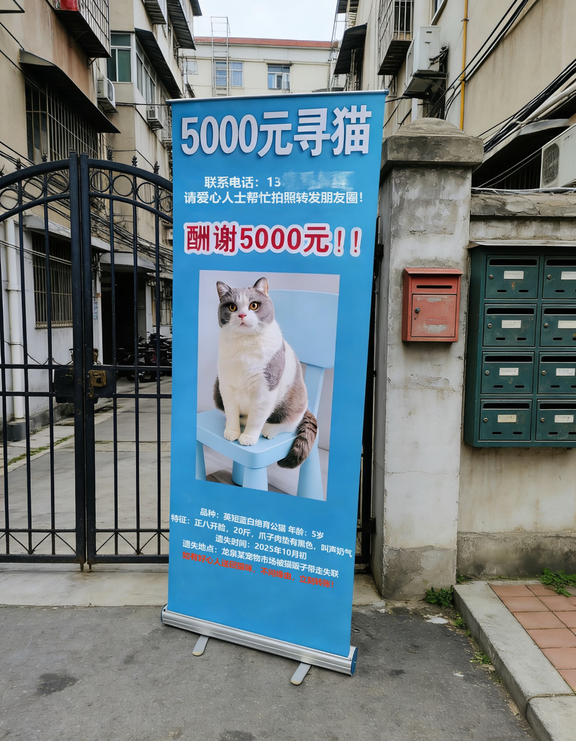丢猫启事案例补充
