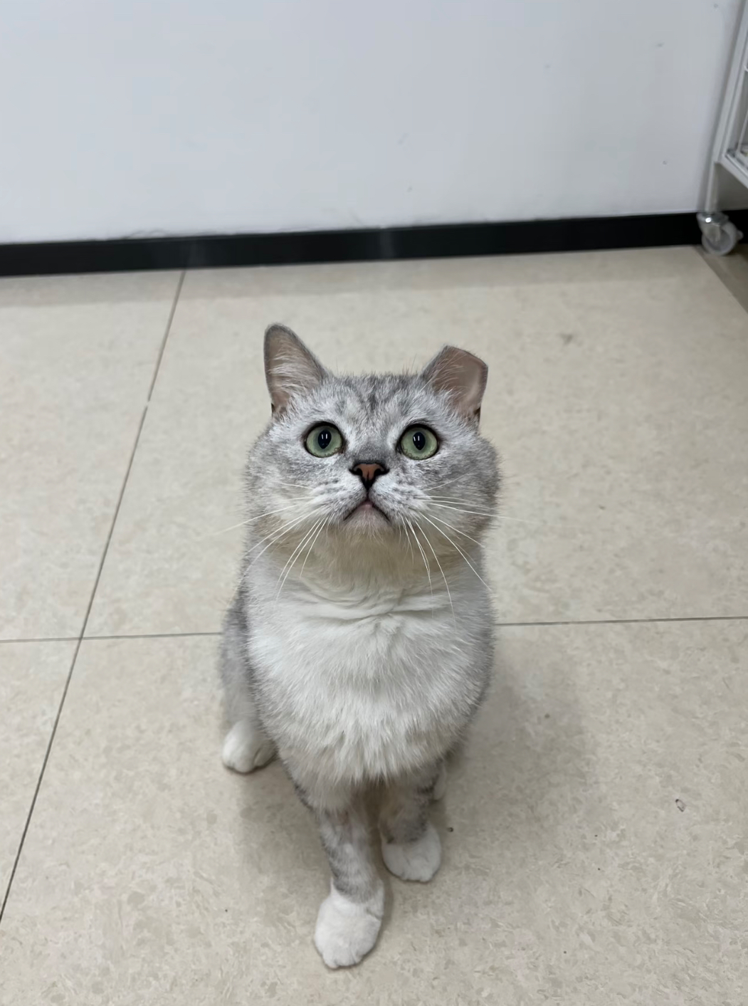 流浪猫案例