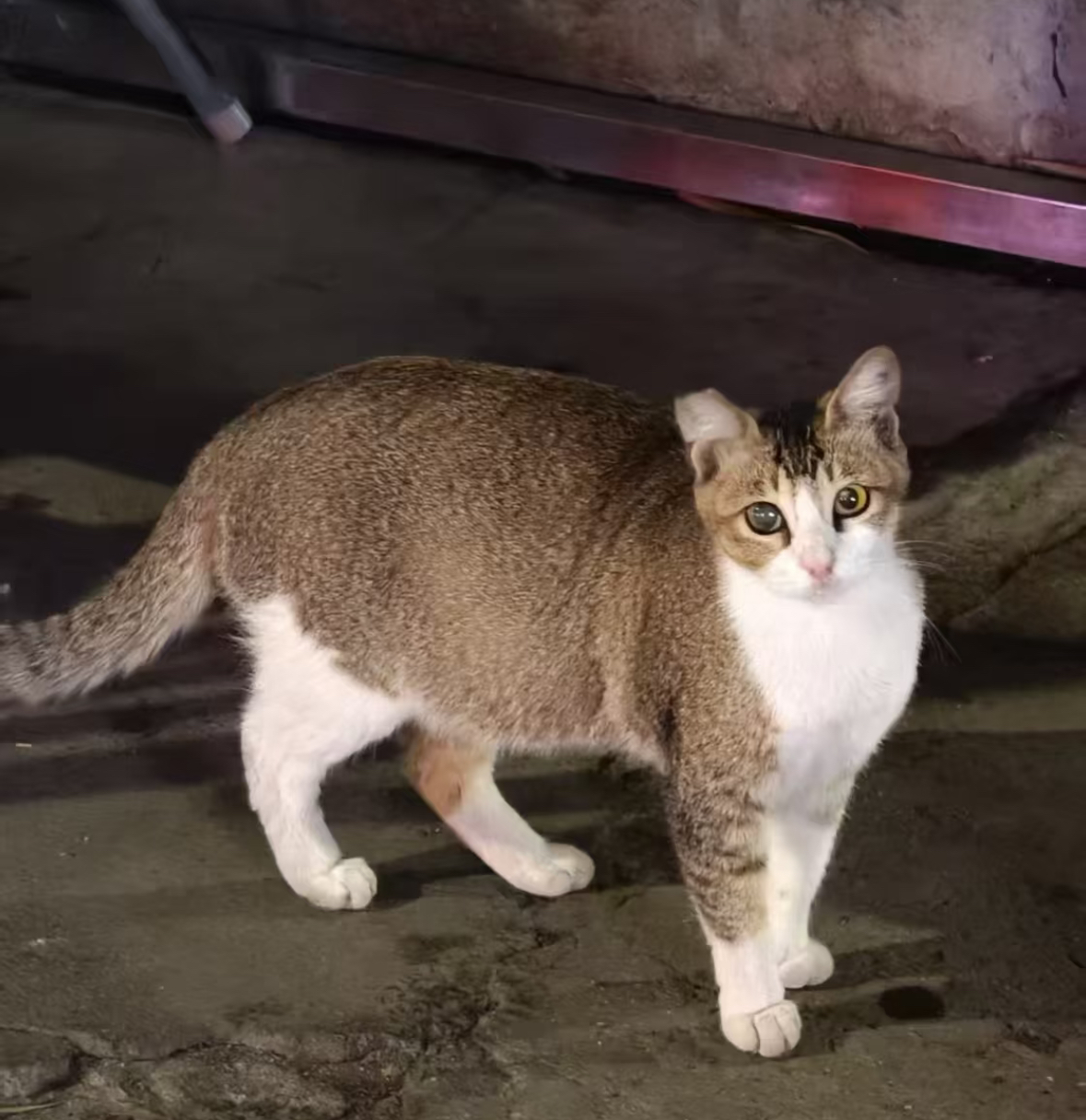 流浪猫绝育信息